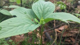 丝穗金粟兰