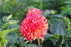 大丽花