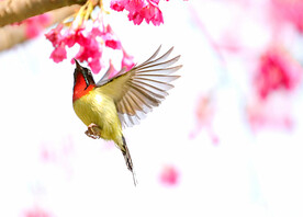 太阳鸟图