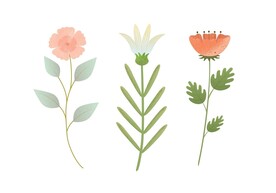 植物花图片