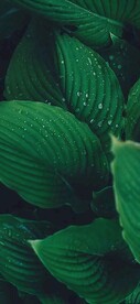 绿色小清新背景