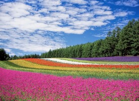 花丛郊外风景
