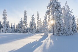 雪地树林