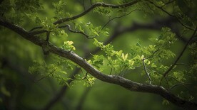 树枝树叶