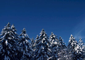 雪景