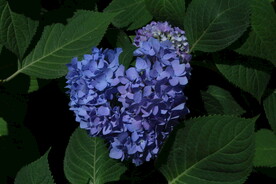 绣球花  