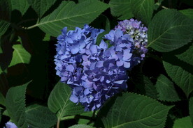 绣球花  