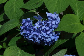 绣球花 