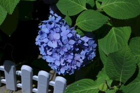 绣球花  