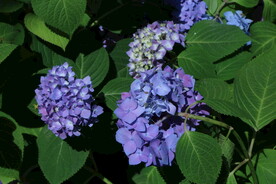 绣球花  