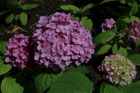 绣球花 