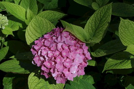 绣球花 