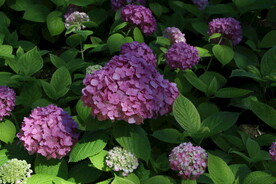 绣球花  