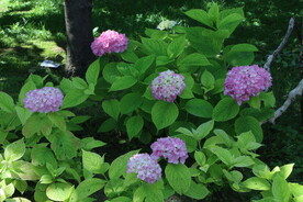 绣球花 