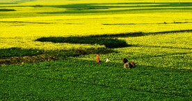 草地