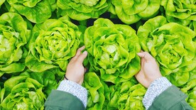 蔬菜