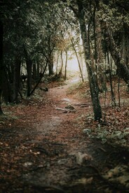 林间小路