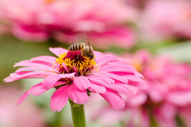 工作中的小蜜蜂