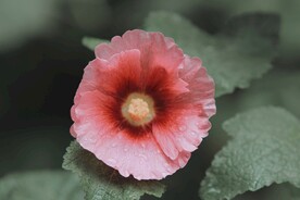 蜀葵