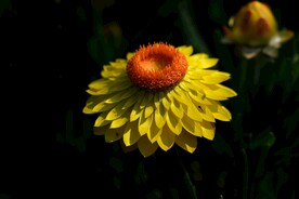 蜡菊