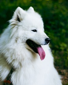 萨摩耶犬 