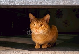 橘猫