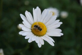 小雏菊与蜜蜂