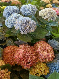 花团锦簇