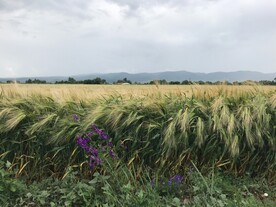 小麦