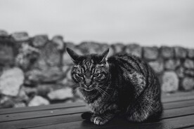 狸花猫