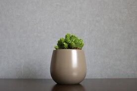 多肉植物