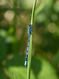 蜻蜓