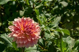 粉色菊花