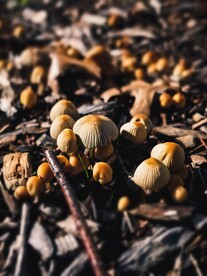 野蘑菇