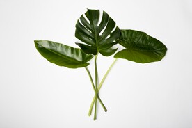 树叶素材