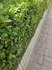 绿植
