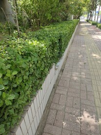 小区人行道
