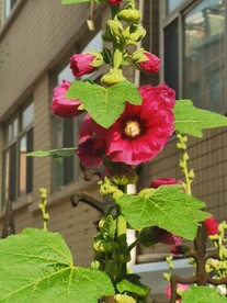 端午花 