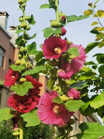 端午花