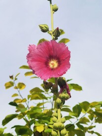 端午花