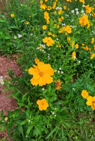 金鸡菊