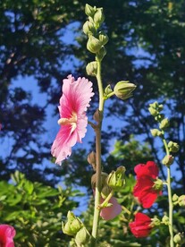 端午花