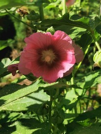端午花