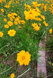 金鸡菊