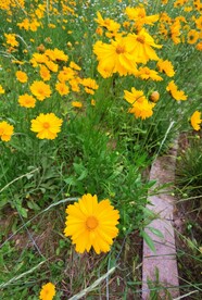金鸡菊
