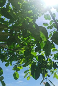 核桃