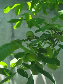 核桃