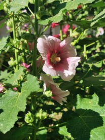 端午花