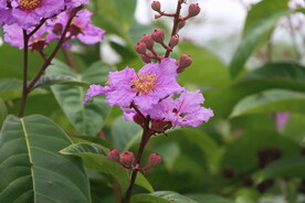 紫薇花