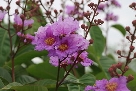 紫薇花
